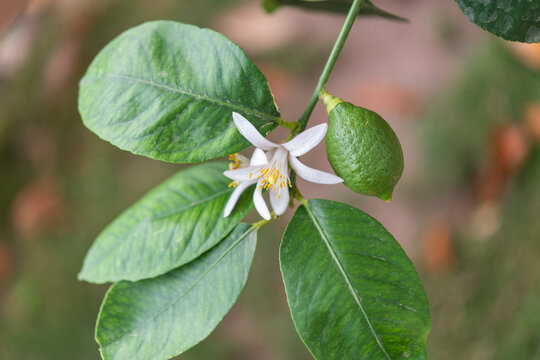 Close-up of green lemon with blooming flower