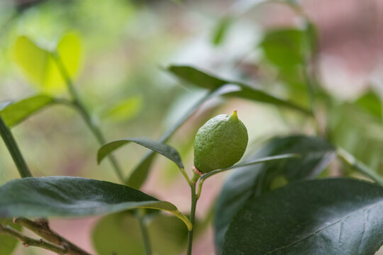 Green lemon growing on tree branch