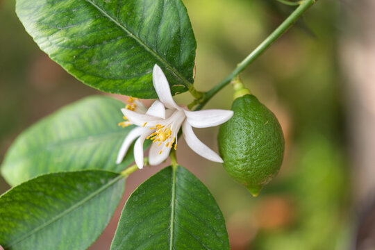 Macro view of green lemon and lemon blossom