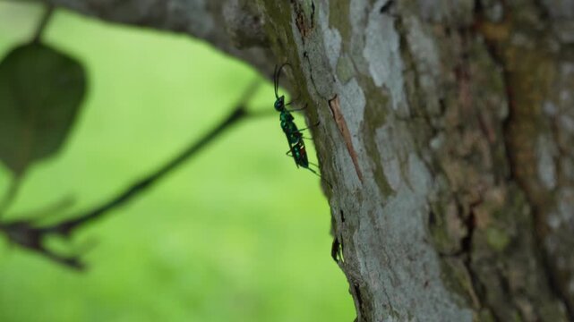 Metallic Green Beetle Climbing Tree Bark