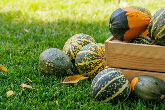 Various pumpkins in a wooden box on sunny green grass, autumn harvest scene