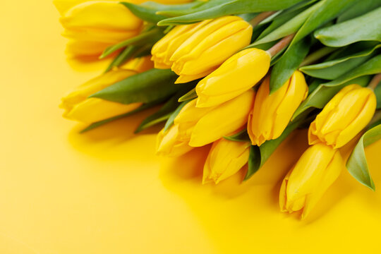 Yellow tulips on yellow background
