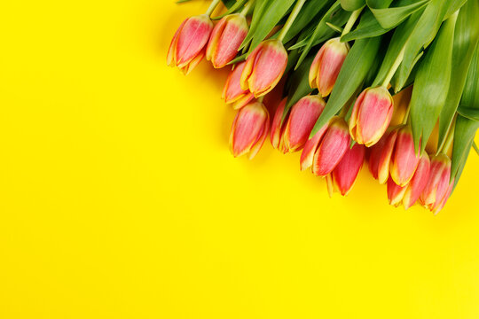 Fresh pink tulips on yellow background