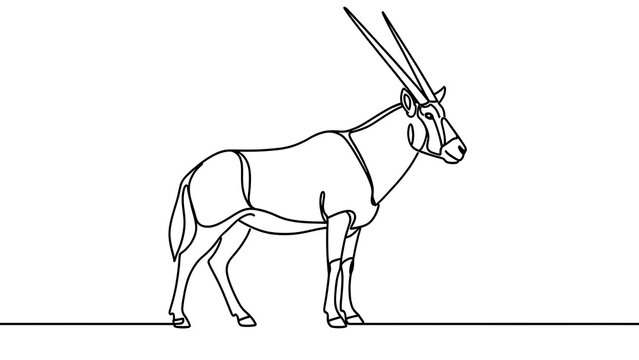 Oryx antelope line drawing white background.