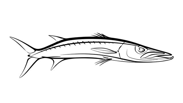 Black and white barracuda illustration white background.