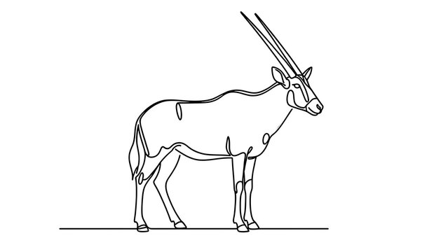 Oryx antelope line drawing on white background.