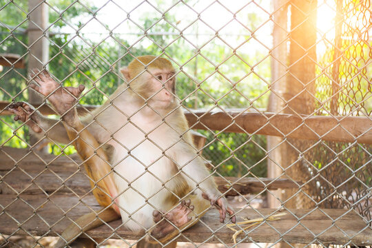 Sad monkey sitting behind metal chain link fence in a cage
