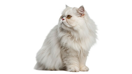 Cute domestic white fluffy persian cat pet sitting isolated on a transparent background © golos-png