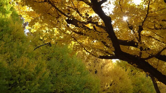 Yellow and green ginkgo leaves on tree with sunlight.