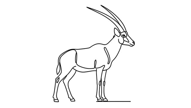 Oryx antelope line drawing white background.