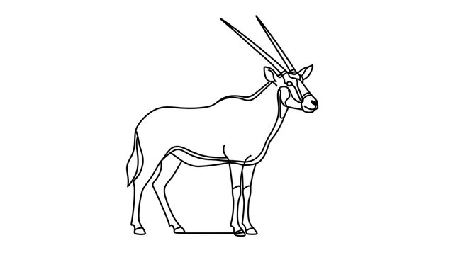 Oryx antelope line drawing white background.