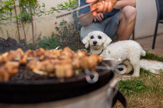 A small white Bichon Frise dog looks toward the camera from behind a charcoal grill with cooking meat skewers. A person sits crouched in the background holding metal tongs.