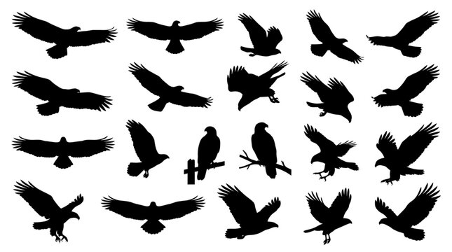 Eagle Silhouettes Set - Flying and Perched Bird Vector Icons