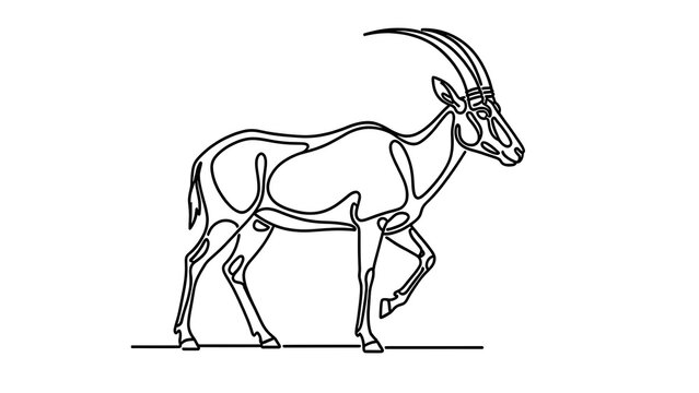 Oryx antelope line art illustration white background.