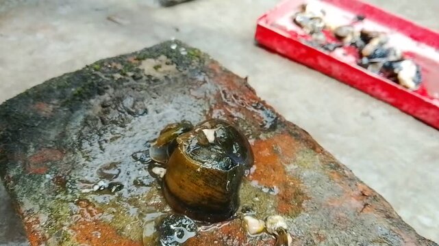 A single fresh apple snail sitting on a wet stone surface in a rustic outdoor setting