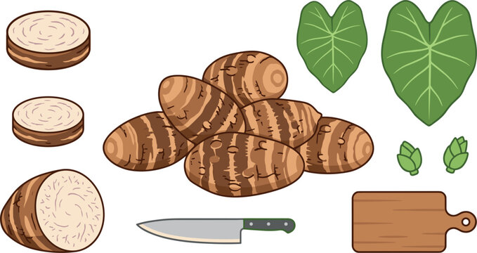 Taro Root Root Vegetable Vector Set with Whole Raw Corms Slices Textured Elephant Ear Leaves Chef Knife and Wooden Cutting Board