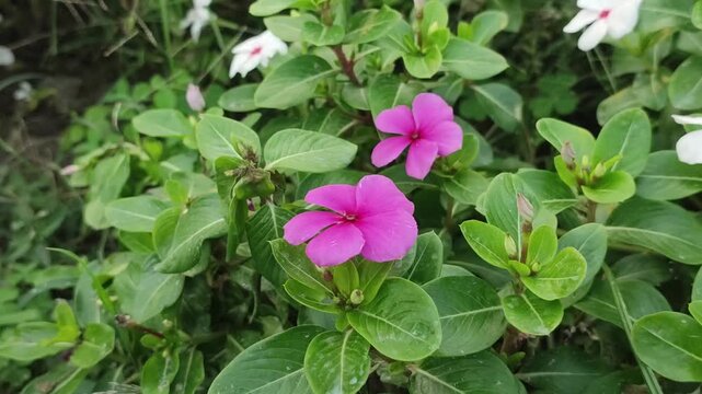 Catharanthus roseus Madagascar periwinkle flourishes with elegant blooms in a sunny garden.