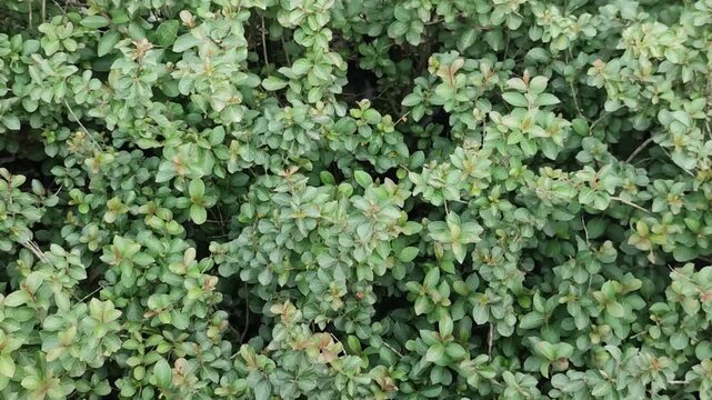 Green leafy hedge background creates a dense natural foliage texture for garden landscapes.