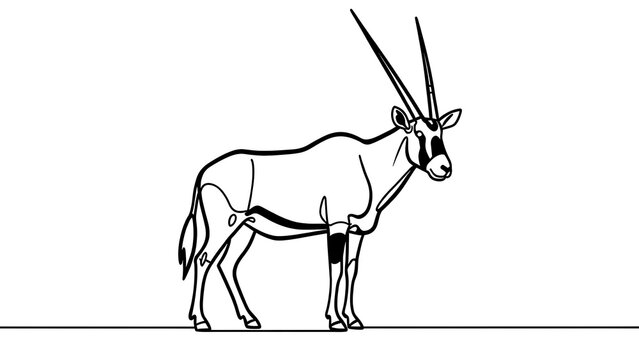 Oryx antelope illustration on white background.