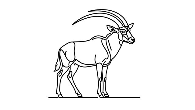 Oryx antelope line drawing white background.