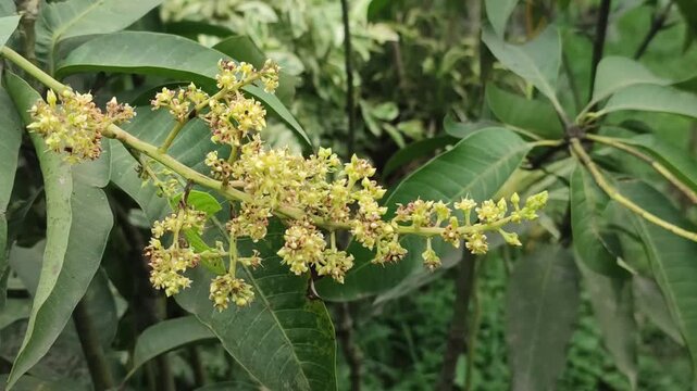 Mangifera indica mango buds blossom on leafy branches during the tropical spring season.