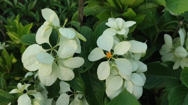 Mussaenda philippica. Queen of the Philippines flower.