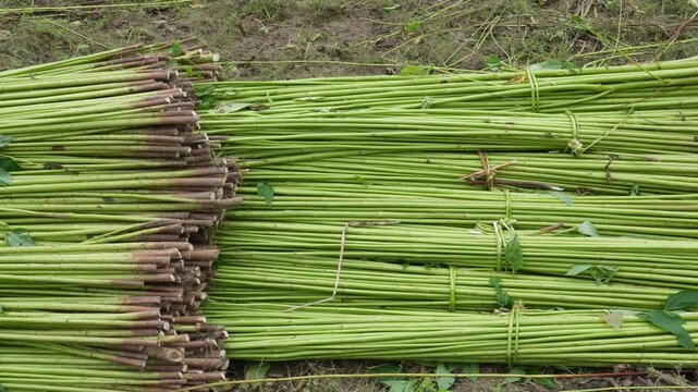 Bundles of Fresh Green Jute Plant Stalks Tied Together