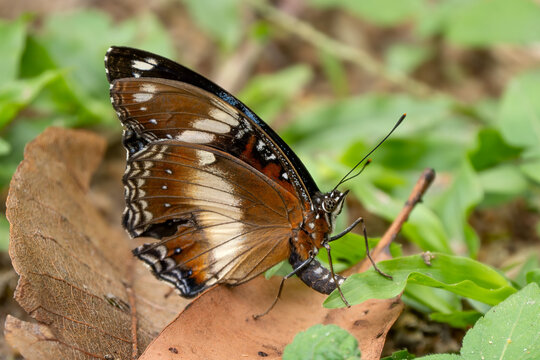 Common Eggfly - Hypolimnas bolina, beautiful colored butterfly from Asian and Australian bushes and forests, Queensland, Australia.