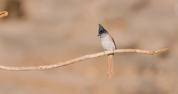 Female Indian Paradise Flycatcher on a branch; slow motion glowing morning light