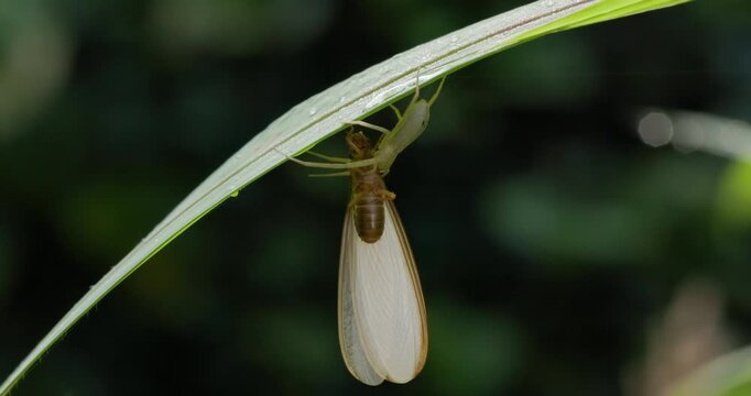 Jumping Spider with winged termite kill under grass; slow motion monsoon predation