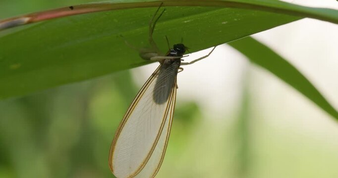 Jumping spider eating termite swarmer under grass, seasonal opportunistic monsoon hunt.
