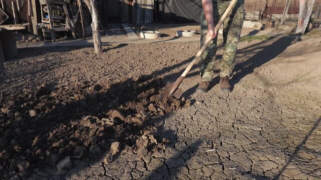 A man digs soil with a bayonet shovel for planting in a vegetable garden on a cool spring evening