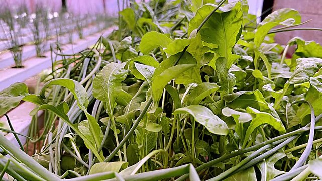 Mixed leafy greens and allium plants growing in a controlled food production system in Brazil&rsquo;s Savanas region, close-up view