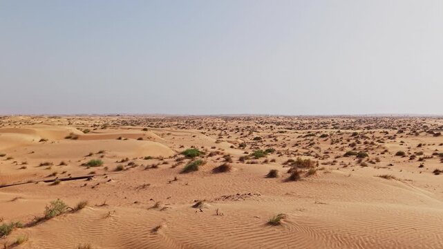 Cinematic aerial drone shot of a camel resting peacefully on golden desert sand in Dubai, UAE, surrounded by sparse desert shrubs and an expansive arid landscape stretching endlessly to the horizon.