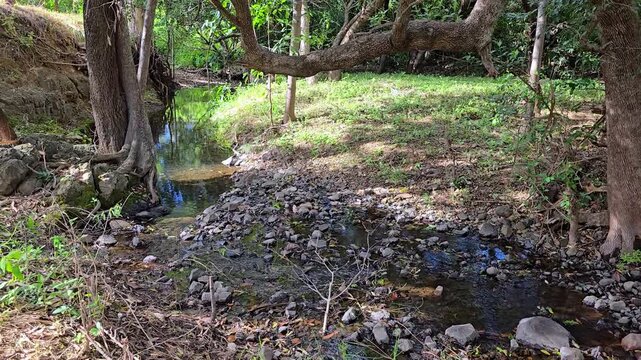 Pan left, A small rocky creek with over hanging trees and branches reflecting in the water with a grassy bank behind.
