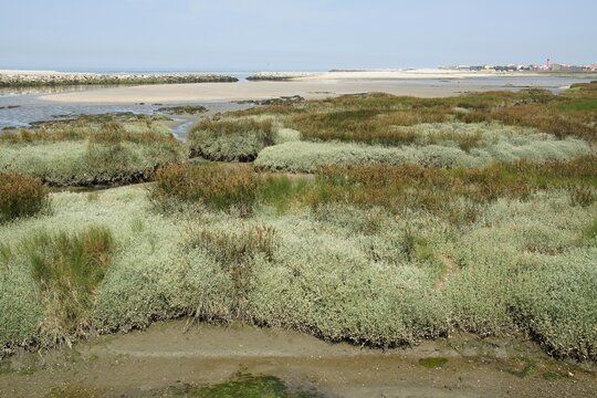Esposende salt marsh wetland with coastal vegetation and estuary. Norte - Portugal