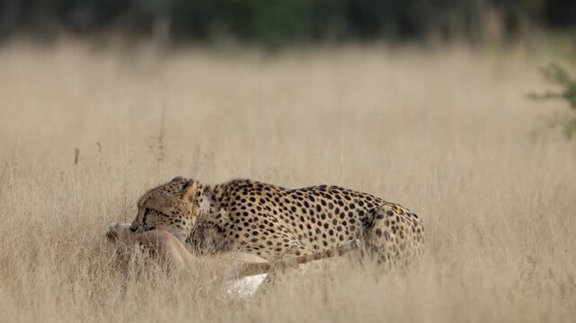  a Cheetah killing an impala