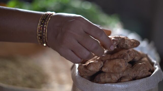 A hand lifting dried ginger roots from a jute sack