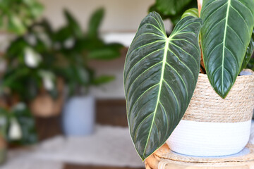 Exotic 'Philodendron Melanochrysum' houseplant with long velvet leaves in flower pot on table in living room © Firn