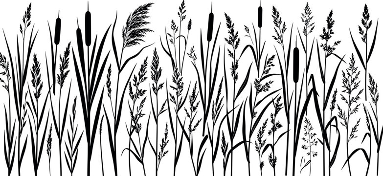 Black wild grass reed and cattail silhouette border pattern vector illustration isolated on white background for nature botanical landscape background design element