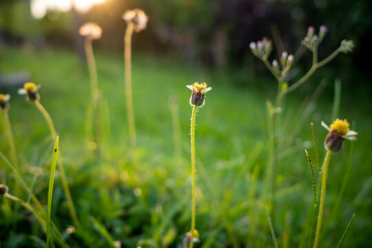 Mexican daisy (Tridax procumbens L.), Tiny yellow flowers in the meadow, selected focus