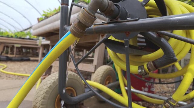 Coiled garden hose with leaking water connection in plant nursery. High quality 4k footage