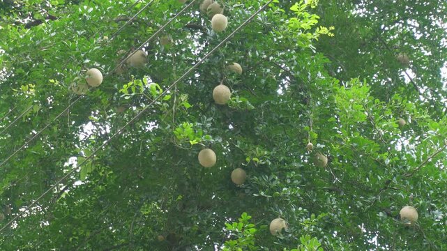 Fruit Laden Wood Apple Tree with Ripe Fruits and Lush Green Foliage