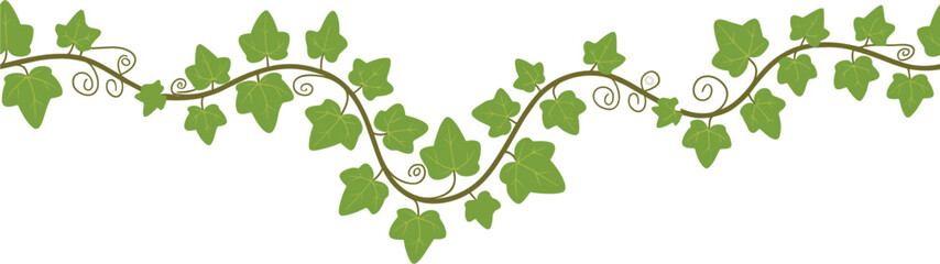 Green ivy garland vector border, climbing plant vine with curly tendrils isolated on white background © Sayed Creative