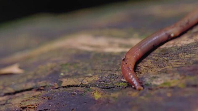 Macro Close Up of Earthworm Crawling on Bark