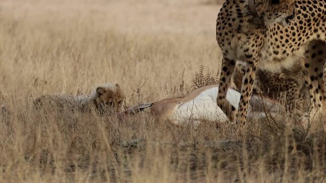  The cheetah cubs are arriving at the impala kill