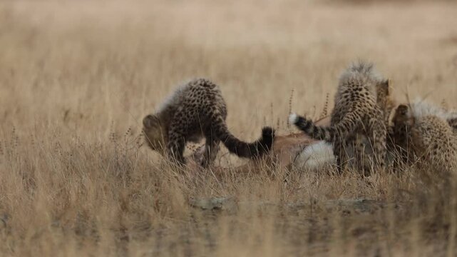The cheetah cubs feeding on the impala kill.