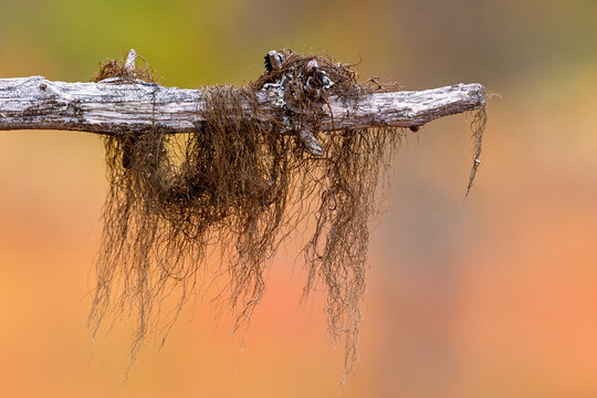 Close‑up of tree branch with hanging Usnea lichen in autumn light