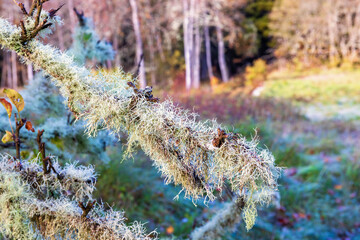 Tree branch with growing lichens in a forest glade © Lars Johansson