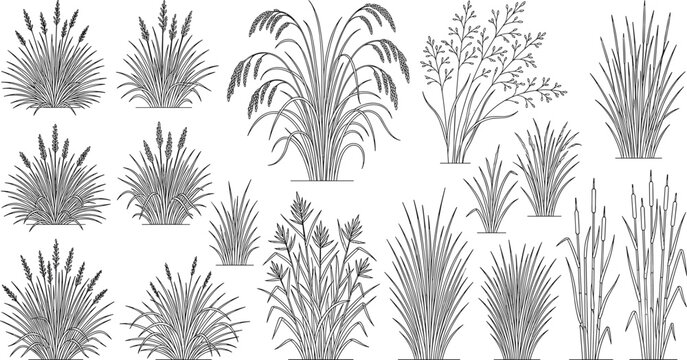 Set of hand drawn grass line art elements cattails and ornamental plants for landscape design and architectural visualization